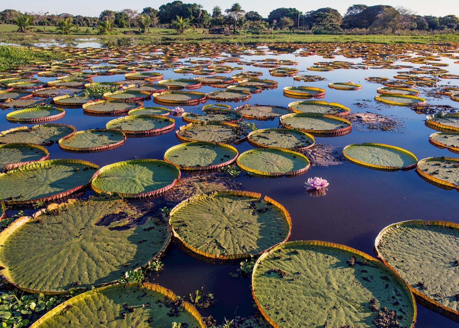 Pantanal, Mato Grosso e Mato Grosso do Sul: O Santuário da Vida Selvagem Brasileira - Roteiro para Aventura, Safáris, Natureza Exuberante e Experiências Inesquecíveis